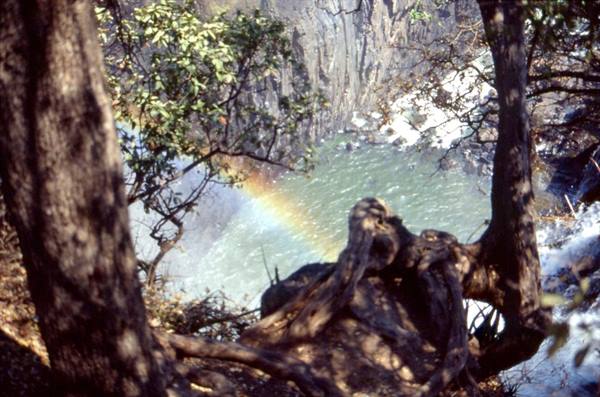 Rainbow over the gorge, green river below, tree roots in foreground