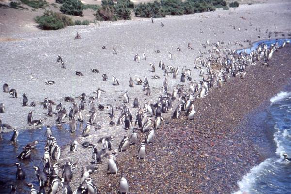 PUNTA TOMBO