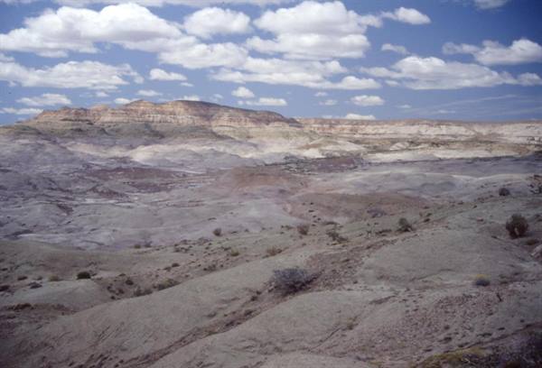 PETRIFIED FOREST