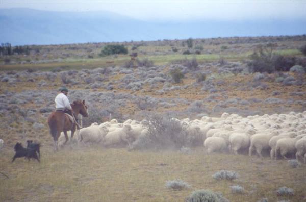 GAUCHO