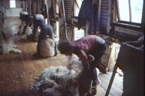 SHEEP SHEARING