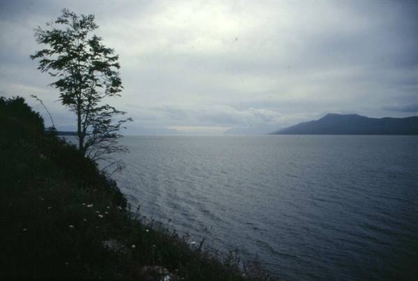 Tree on grassy lakeshore, grey rippled water, cloudy mountains beyond