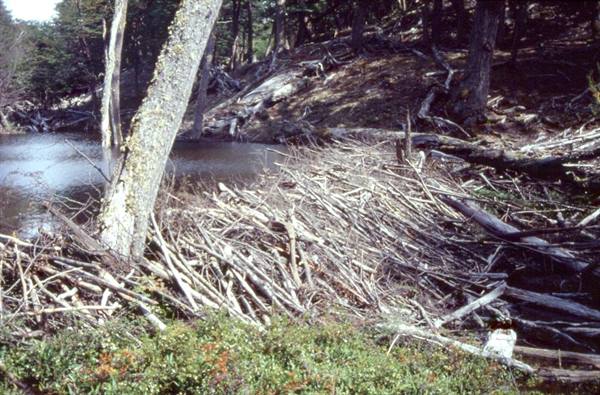 Beaver dam of intertwined branches beside a small forest pond