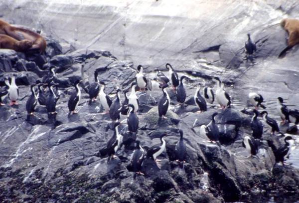 BEAGLE CHANNEL - CORMORANTS