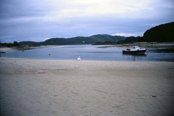 Seagull on sand, fishing boat moored in green water