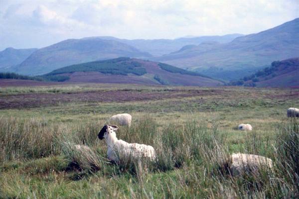 TOWARDS FORT AUGUSTUS