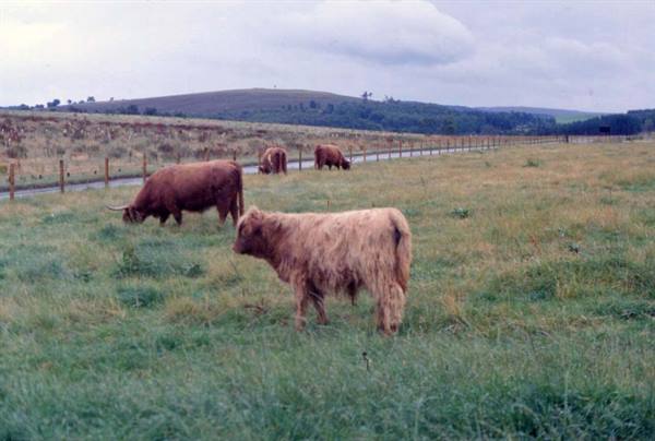 TOWARDS ABERDEEN