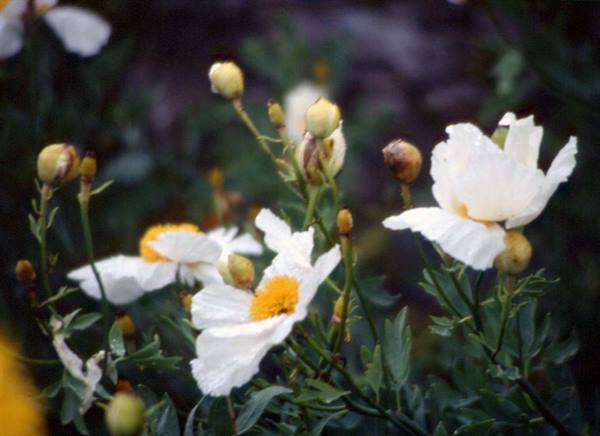 INVEREWE GARDEN