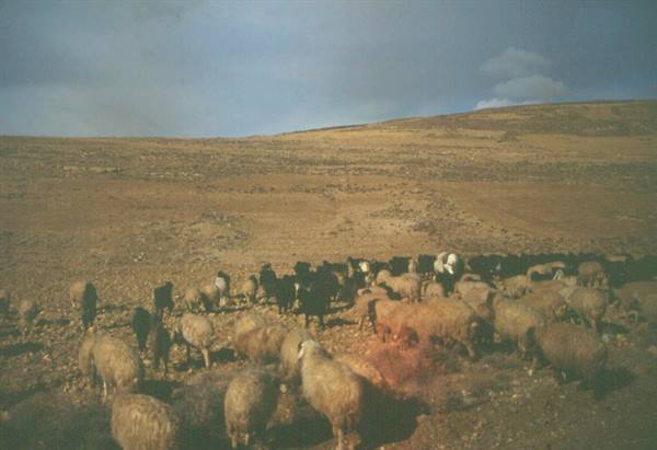 TOWARDS PETRA