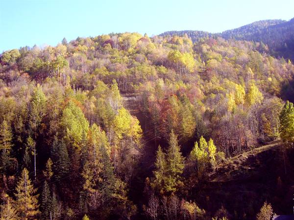 Autumn-colored forest on mountain slope under blue sky