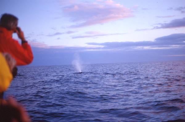 HUNTING FOR SPERM WHALES