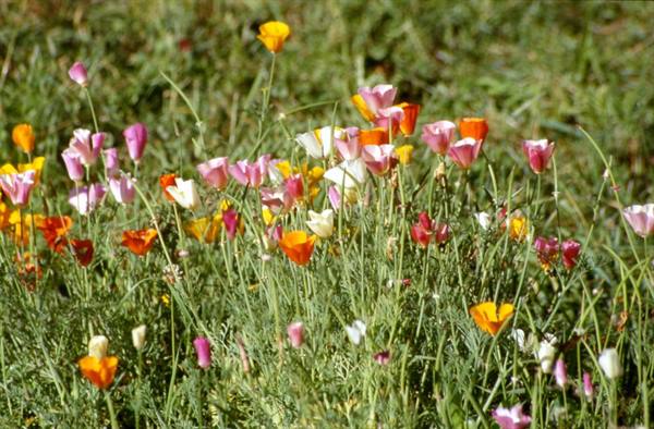 UNDREDAL - FLOWERS