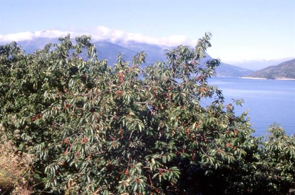 CHERRIES ON THE SORFJORDEN