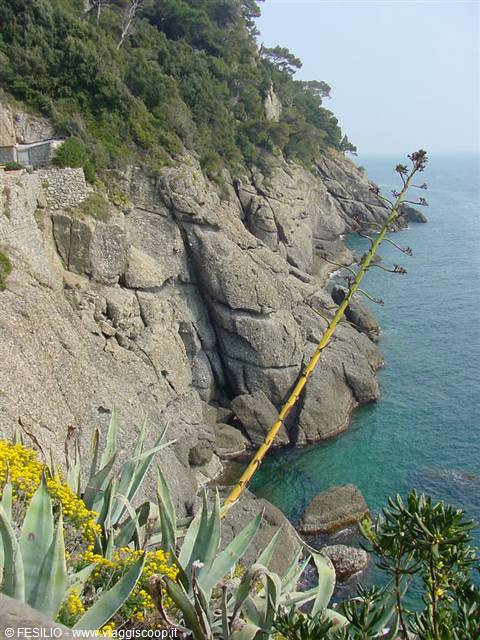 Rocky cliff with blooming agave and emerald sea near Portofino