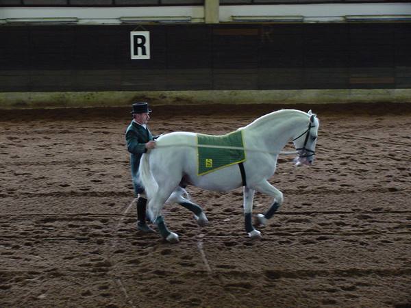 Rider in top hat lunges a white horse in an indoor sand arena
