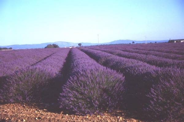TOWARDS VALENSOLE