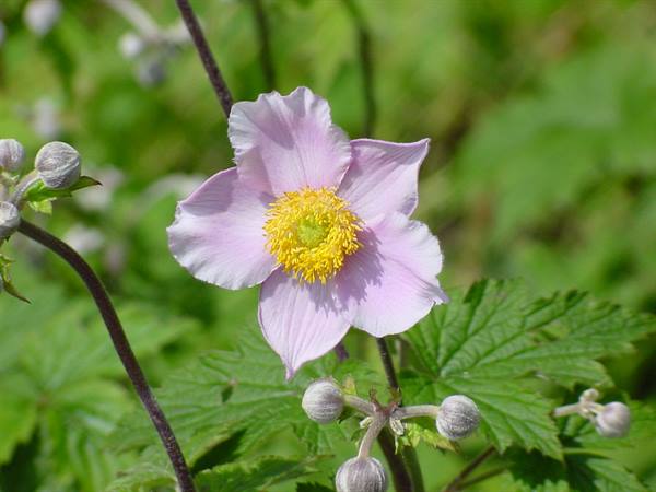 Pink anemone flower with yellow center, grey buds and green leaves