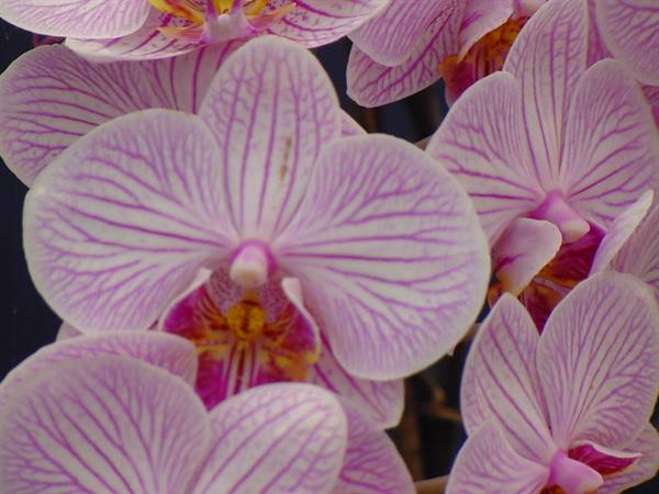 White phalaenopsis orchid blossoms with pink veins, soft close-up light