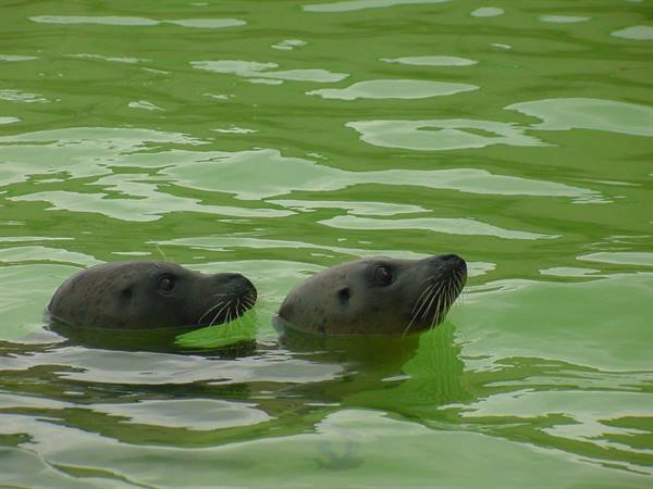 TEXEL