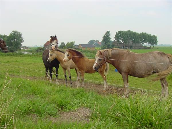 HINDELOOPEN