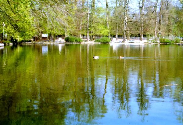Ducks swim in the green park pond among tree reflections
