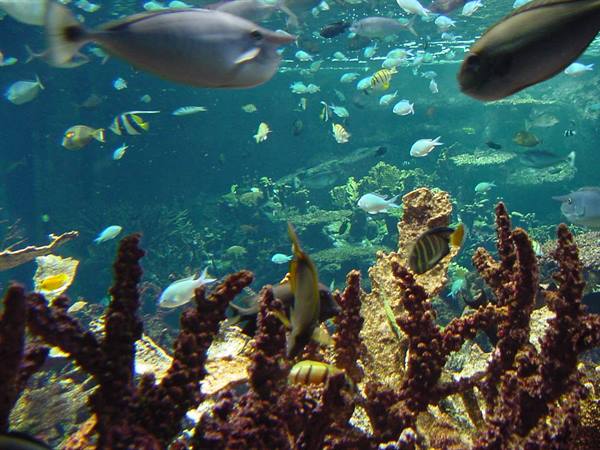 CHERBOURG - SEA MUSEUM