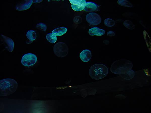 CHERBOURG - SEA MUSEUM