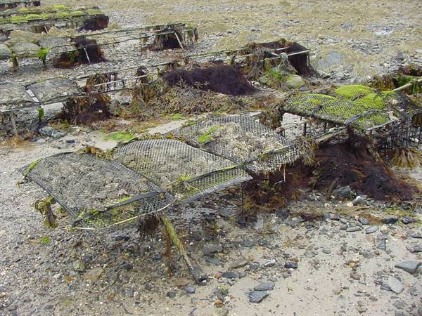 COUNTAINVILLE - LOW TIDE - OYSTER FARM