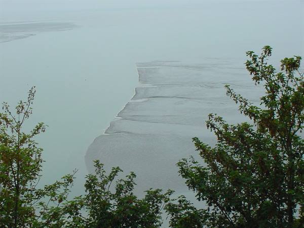 Sandbank exposed at low tide in grey water, green branches in the foreground