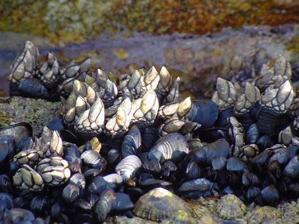 QUIBERON
