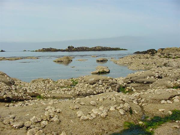 CROISIC - OYSTER REEF