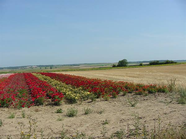 TOWARDS SAUMUR