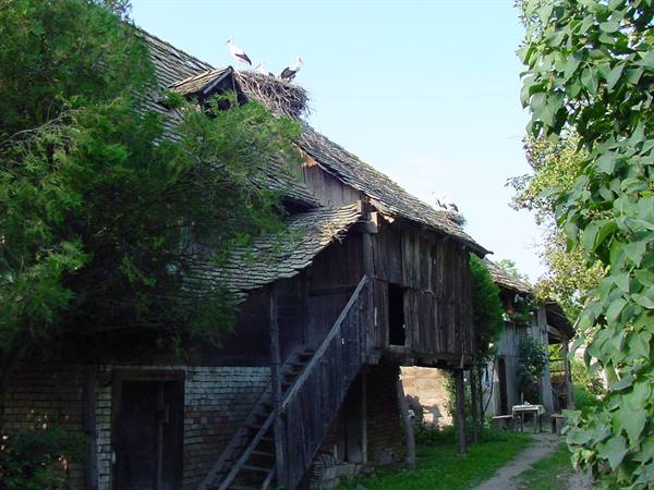 CIGOC