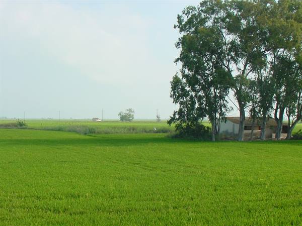 EBRO DELTA - RICE FIELDS
