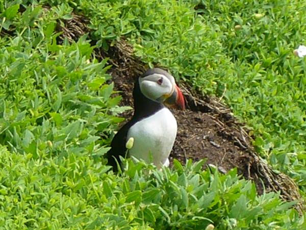 SKELLIG ISLANDS