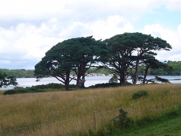 Old trees by the grassy shore of Killarney lake under cloudy skies