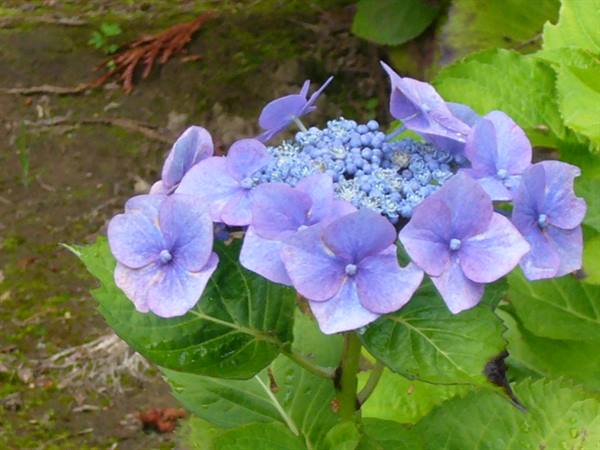 Blue hydrangea flower with buds among green leaves in a garden