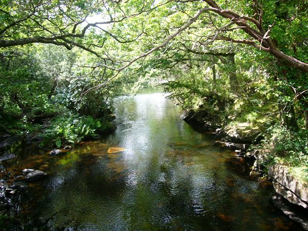 Clear river flowing between rocks and green trees, sunlight through branches