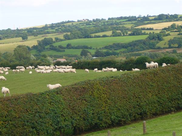 NEWGRANGE THE COUNTRYSIDE