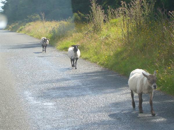 TOWARDS GLENDALOUGH