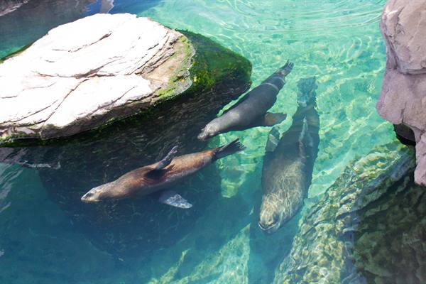 Three sea lions swim in clear turquoise water among pale rocks