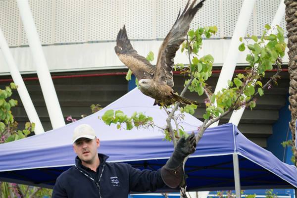Falconer wearing a glove handles a black kite spreading its wings near a blue tent
