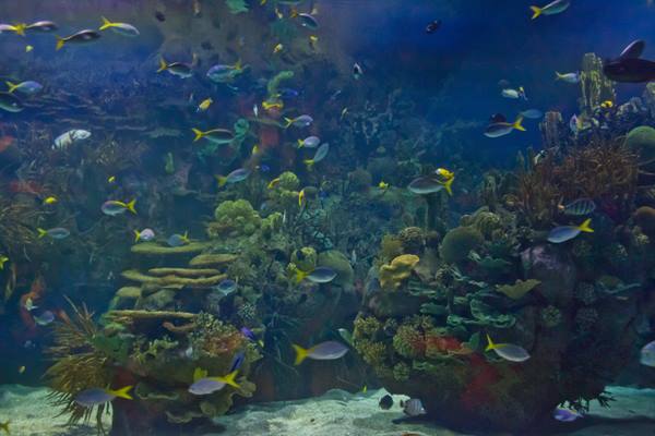 Aquarium tank with yellow and blue fish swimming among corals