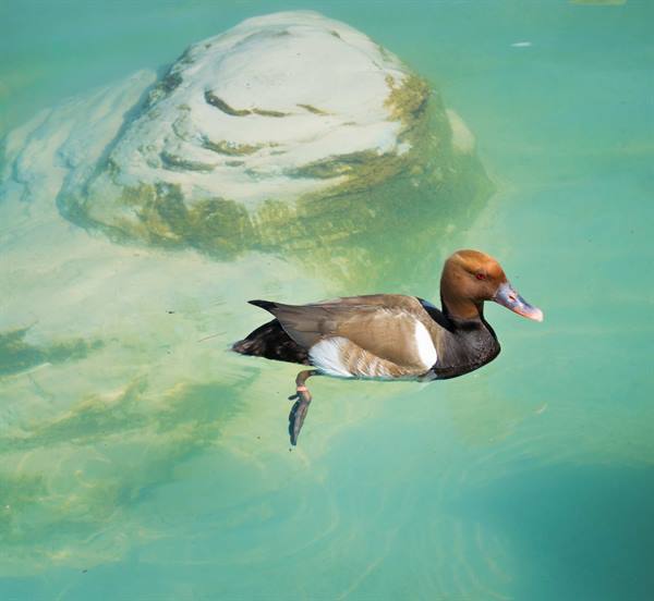 Red-crested pochard swimming in clear turquoise water beside a pale rock