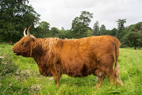 St Andrews Cathedral (Scottish cow)