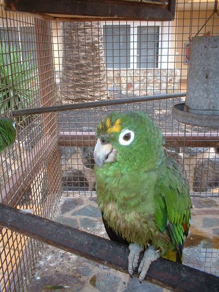 Green amazon parrot perched on a metal bar inside a cage