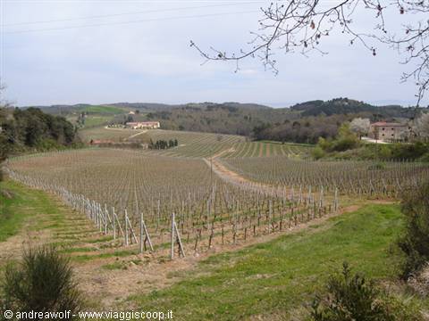 Chianti wine vineyards (Trequanda)