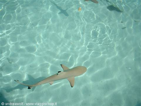Close encounters of the Maldivian kind
