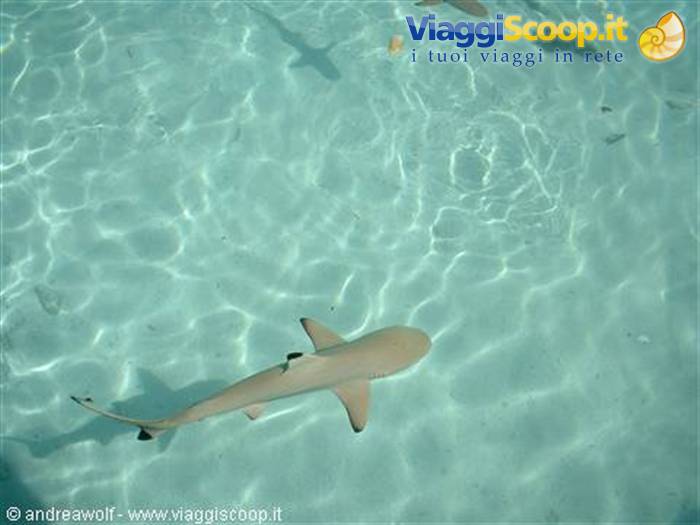 Close encounters of the Maldivian kind