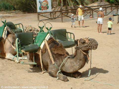 Out on the camel